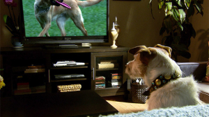Illustration : "Que voient les chiens quand ils regardent la télévision ?"