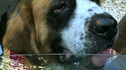 Illustration : Colorado (Etats-Unis) : Une Saint-Bernard retrouvée 5 ans après sa disparition à 1400 km de sa maison !