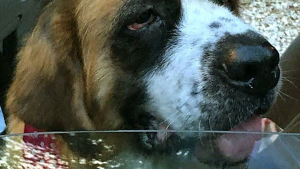 Illustration : Colorado (Etats-Unis) : Une Saint-Bernard retrouvée 5 ans après sa disparition à 1400 km de sa maison !