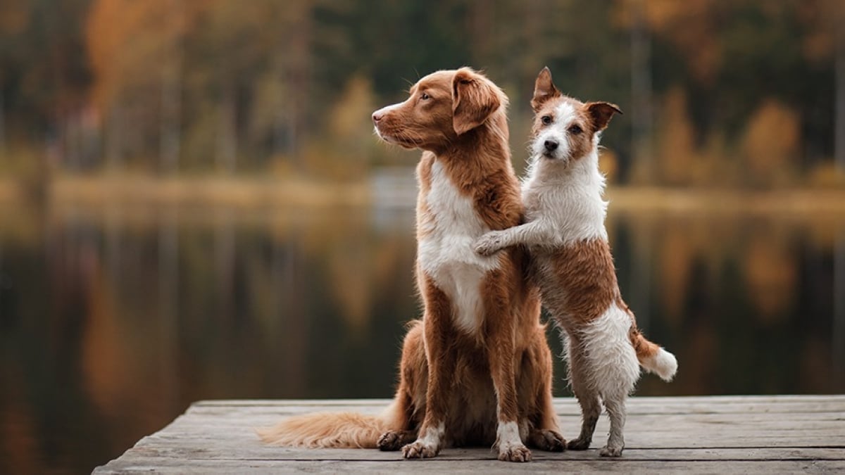 Illustration : "L'éducation sexuelle du chien "