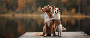 Illustration : "L'éducation sexuelle du chien "