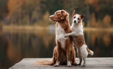Illustration : "L'éducation sexuelle du chien "