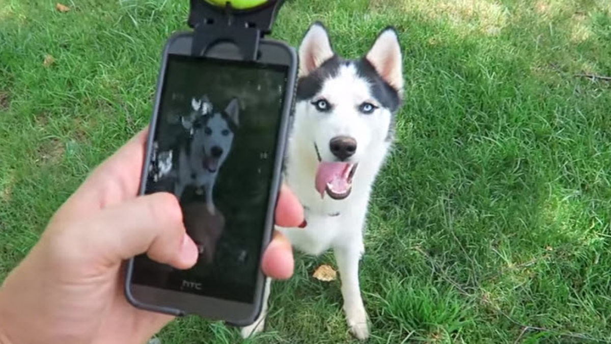 Illustration : "7 gadgets pour chiens testés par un Youtubeur !"