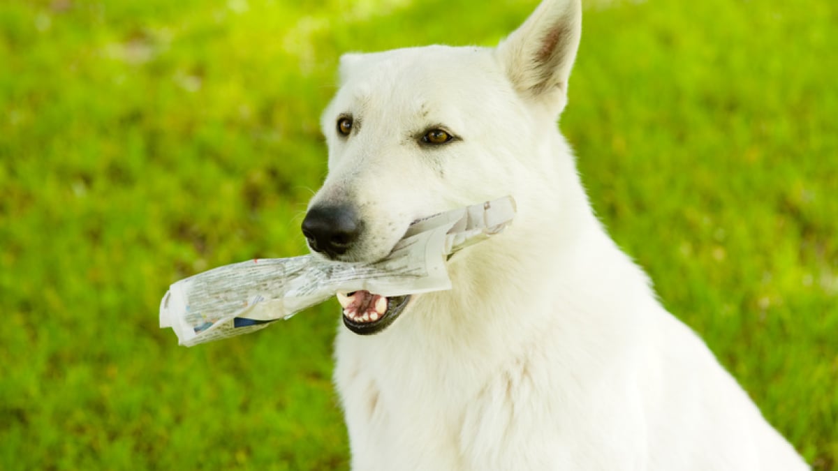 Illustration : "Apprendre à son chien à rapporter le courrier"