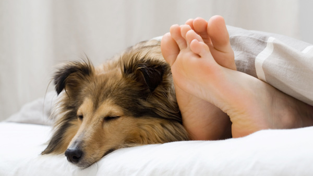 Illustration : "Partager sa chambre avec un chien permettrait de... mieux dormir !"