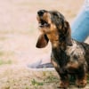 Illustration : Apprendre &agrave; son chien &agrave; aboyer