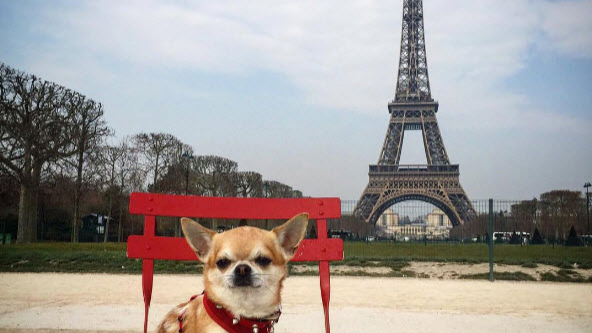 Illustration : "14 photos de Miami, le Chihuahua globe-trotter qui ne tient jamais en place"