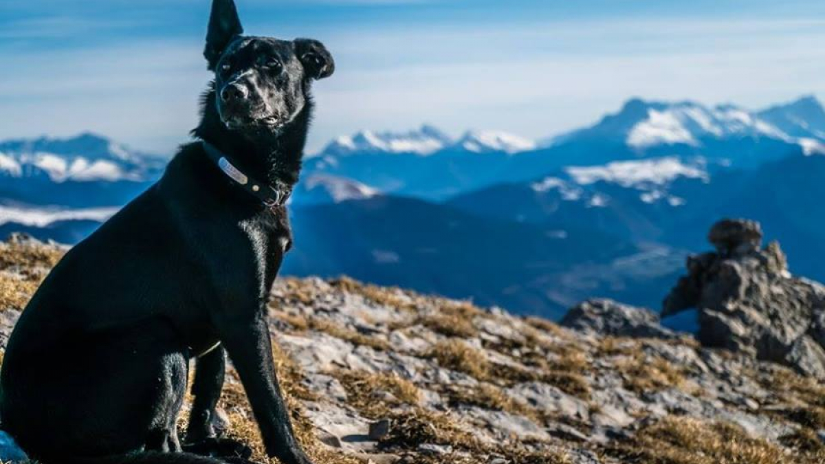 Illustration : "Hongrie : Un chasseur tue le chien d'un couple français et jette son corps dans le Danube ?"