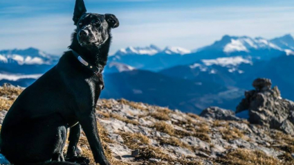 VIDEO. Près de Toulouse. À tester, un vrai spa pour faire trempette avec  son chien