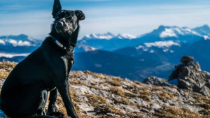 Illustration : "Hongrie : Un chasseur tue le chien d'un couple français et jette son corps dans le Danube ?"