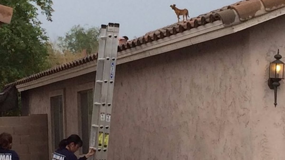 Illustration : "Un chien errant secouru après avoir passé plusieurs jours sur le toit"