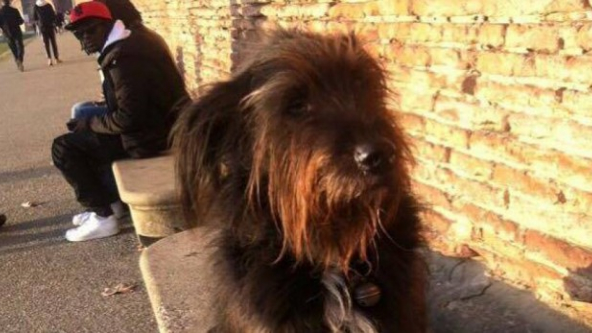 Illustration : "Toulouse : Son chien confisqué par la brigade de la police municipale et confié à la fourrière"