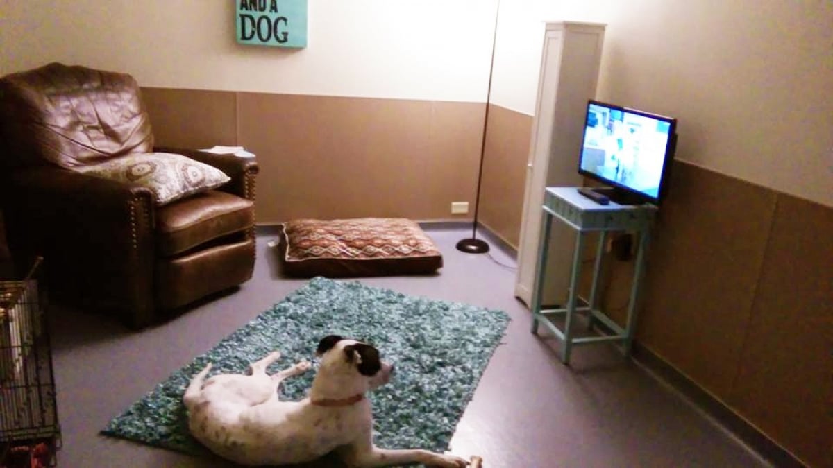 Illustration : "Un refuge aménage un petit salon pour que les chiens se sentent comme à la maison"
