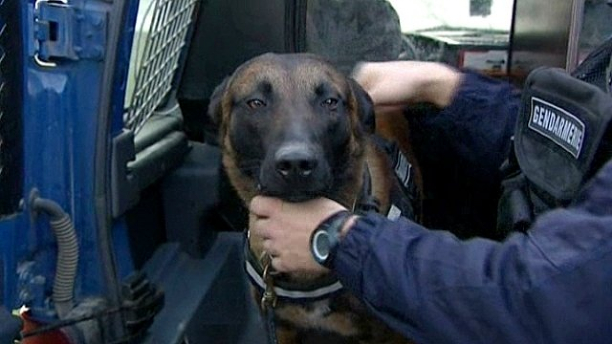 Illustration : "Guénange (57) : des stupéfiants trouvés par les gendarmes grâce à leur chien"