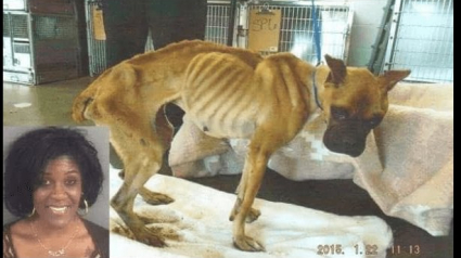 Illustration : Etats-Unis : une femme ayant laissé son chien malade mourir de faim acquittée !