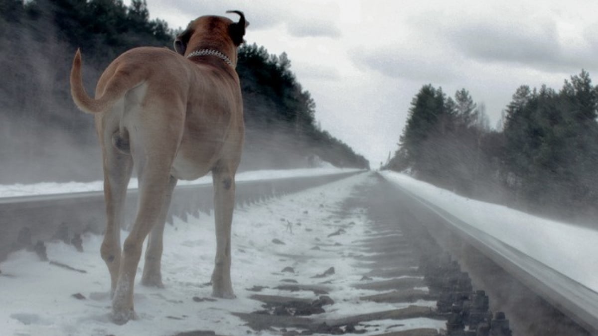 Illustration : "Chien perdu : que faire lorsque son chien a fugué ?"