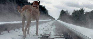 Illustration : "Chien perdu : que faire lorsque son chien a fugué ?"