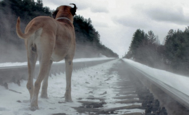 Illustration : "Chien perdu : que faire lorsque son chien a fugué ?"