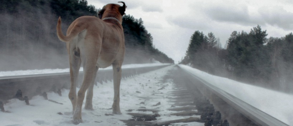 Illustration : "Chien perdu : que faire lorsque son chien a fugué ?"