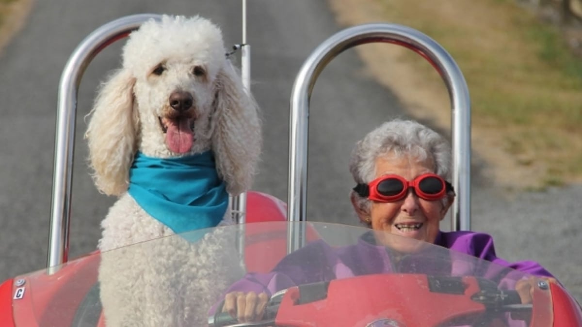 Illustration : "Miss Norma, la super mamie qui sillonnait les routes avec son chien, est décédée"