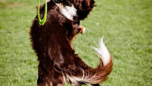 Illustration : "14 chiens qui devraient faire autre chose que du frisbee"