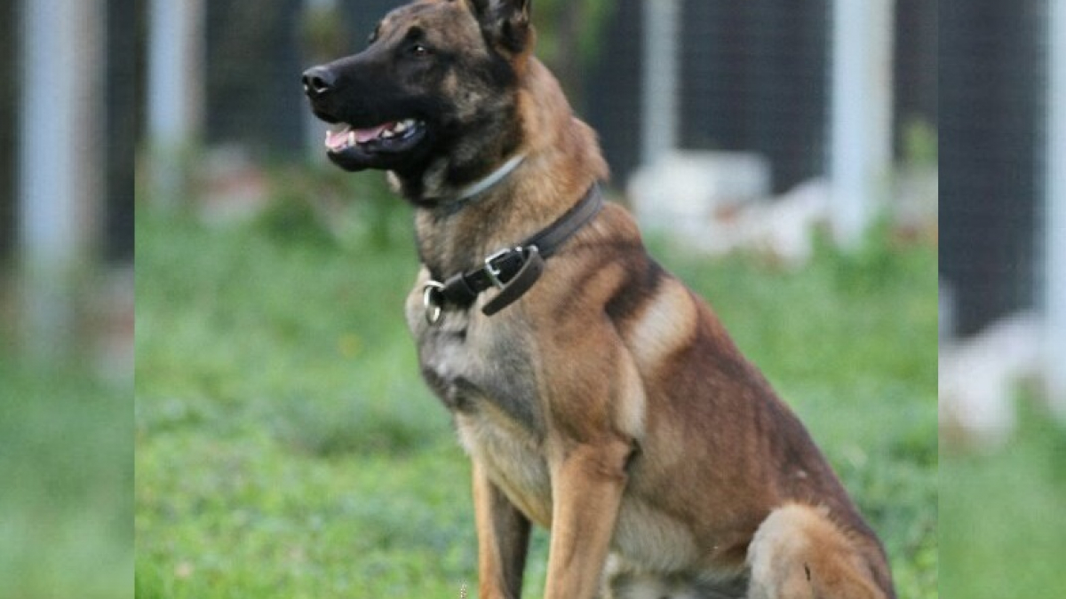 Illustration : "Un chien de la police toulousaine met fin à une agression au couteau et à la matraque"