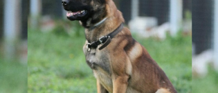 Illustration : "Un chien de la police toulousaine met fin à une agression au couteau et à la matraque"