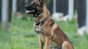 Illustration : "Un chien de la police toulousaine met fin à une agression au couteau et à la matraque"