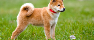 Illustration : "Le collier anti-fugue pour chien"