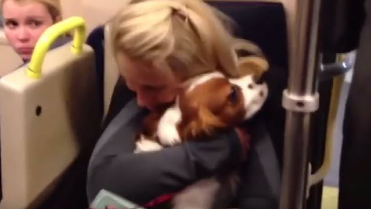 Illustration : "Le sauvetage d’un chien bloqué sous le métro à Londres (Vidéo)"