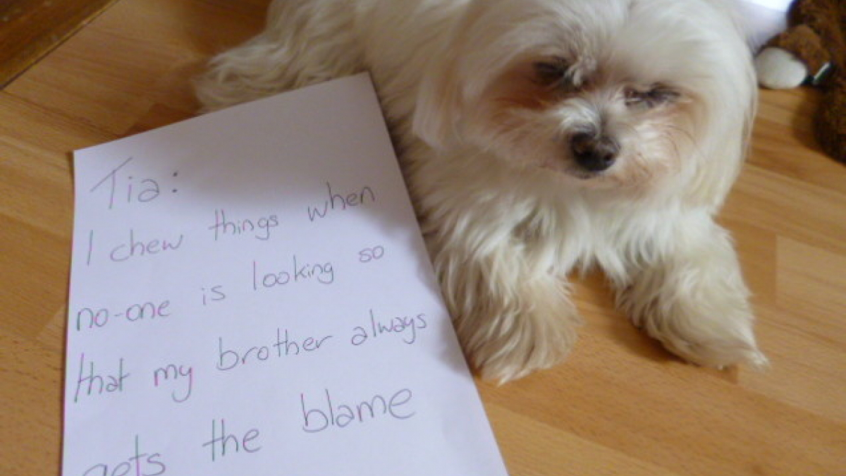 Illustration : "18 photos de chiens gaffeurs avec leurs pancartes de la honte"