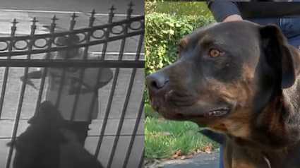 Illustration : Texas : Un chien poignardé à travers la grille par un inconnu
