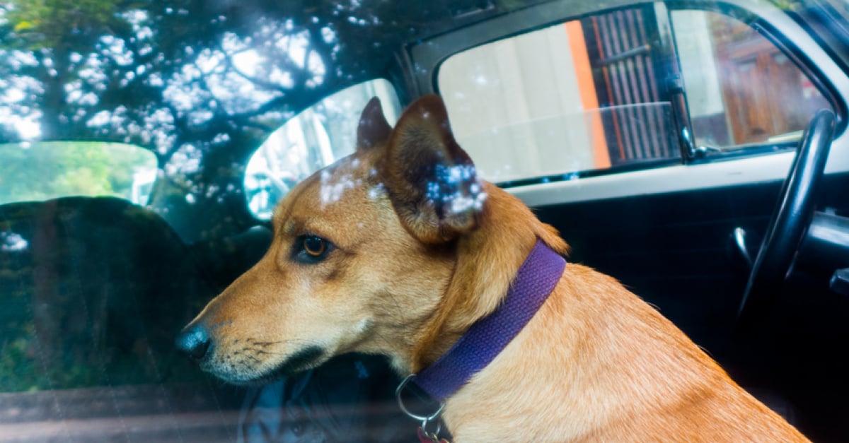 La peur des voitures chez le chien : l'aider à la surmonter