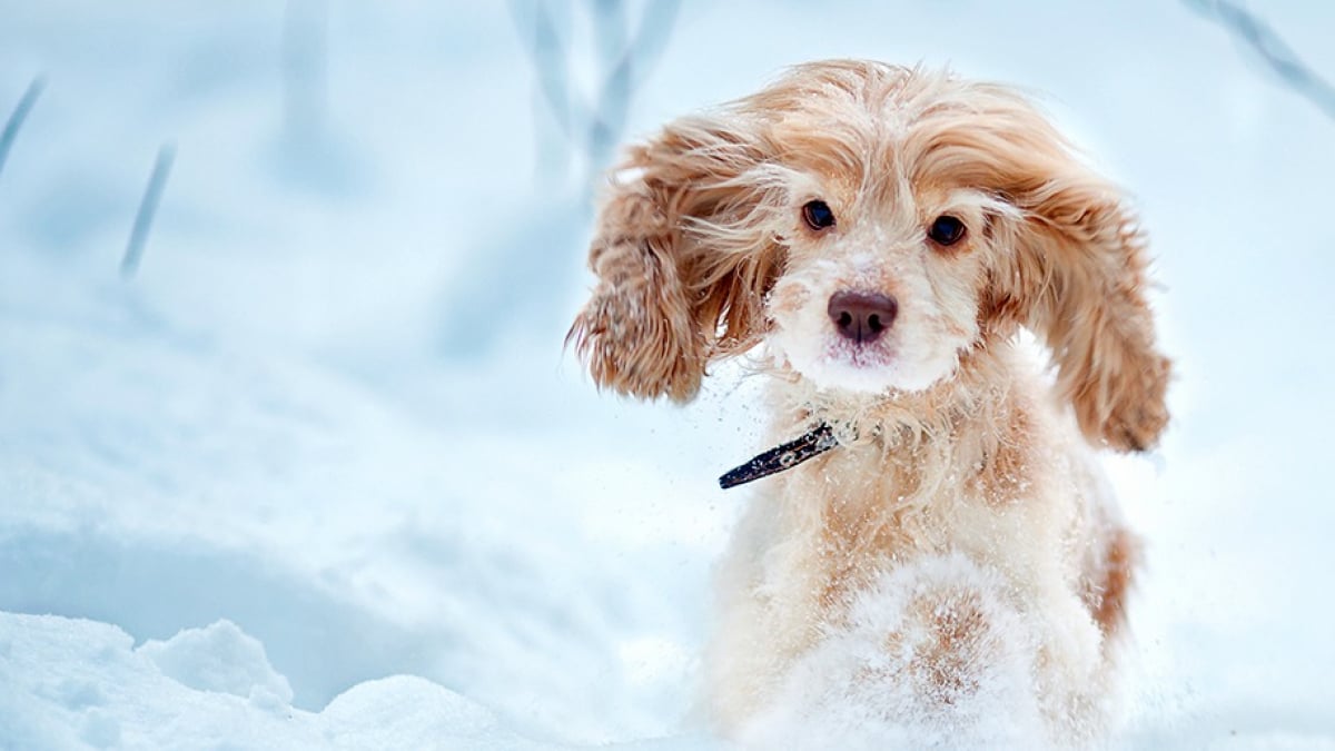 Illustration : "Le chien et la neige : prévenir les risques "