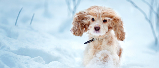 Illustration : "Le chien et la neige : prévenir les risques "