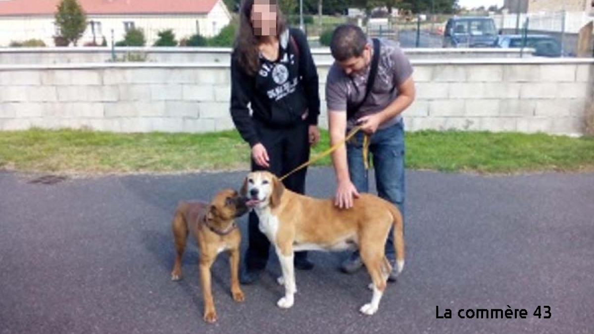 Illustration : "Mazet-Saint-Voy (43) : Ce chien a attendu 8 ans avant d’être enfin adopté"