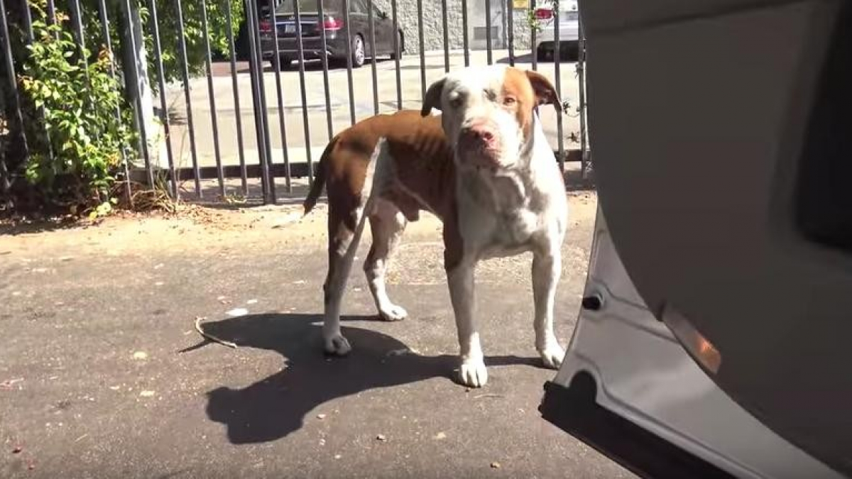 Illustration : "Les bénévoles s’attendaient un sauvetage dangereux avec ce Pitbull errant. Ils ont fait erreur !"