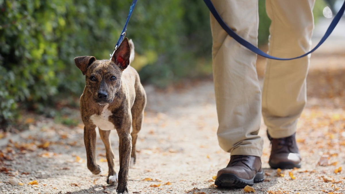 Illustration : "Promener son chien procure un sentiment de sécurité accru "