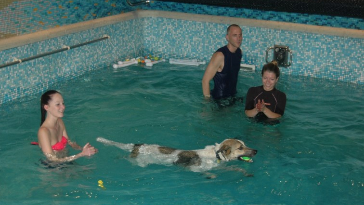 Illustration : "Belgique : La première piscine exclusivement canine a ouvert ses portes à Charleroi !"