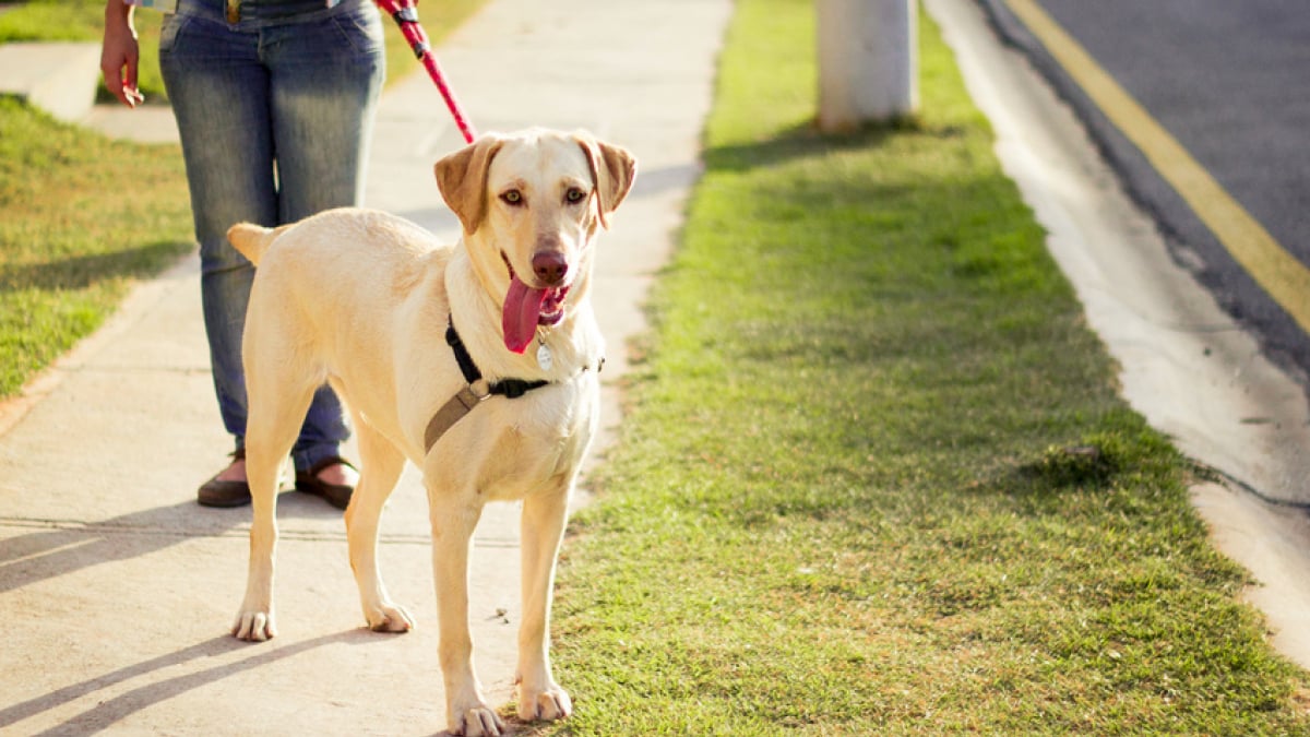 La laisse pour chien : quel modèle choisir ?