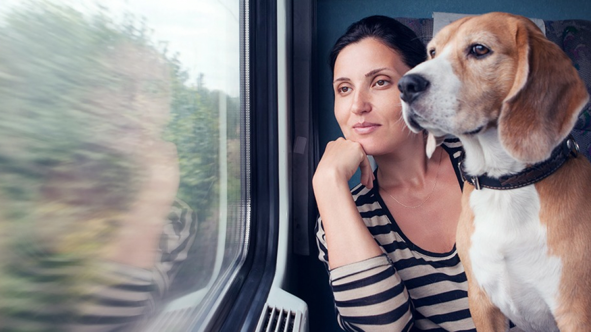 Illustration : "Voyager avec son chien en train"
