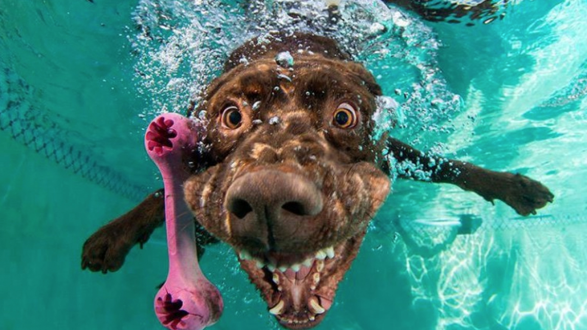 Illustration : "17 Gifs de chiens pour lesquels plonger depuis un quai est le plaisir suprême"