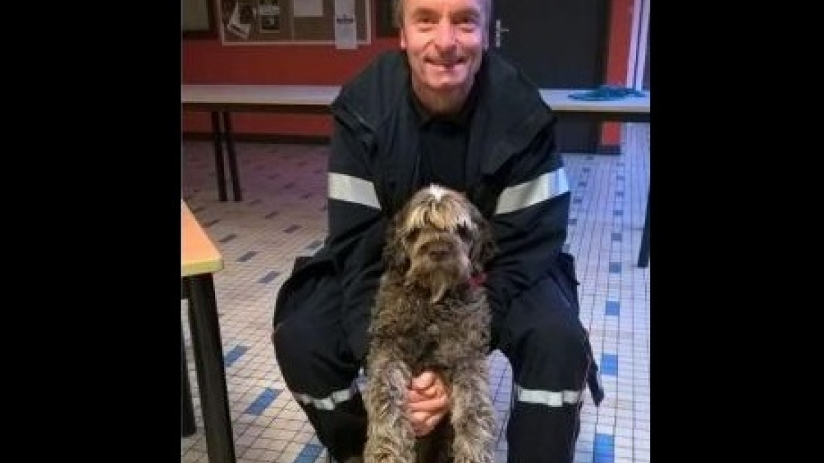 Illustration : "Dunkerque : les pompiers sauvent un chien de la noyade et l’hébergent, en attendant ses propriétaires"