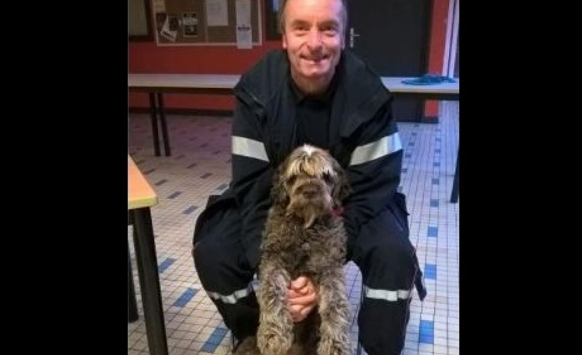 Illustration : "Dunkerque : les pompiers sauvent un chien de la noyade et l’hébergent, en attendant ses propriétaires"