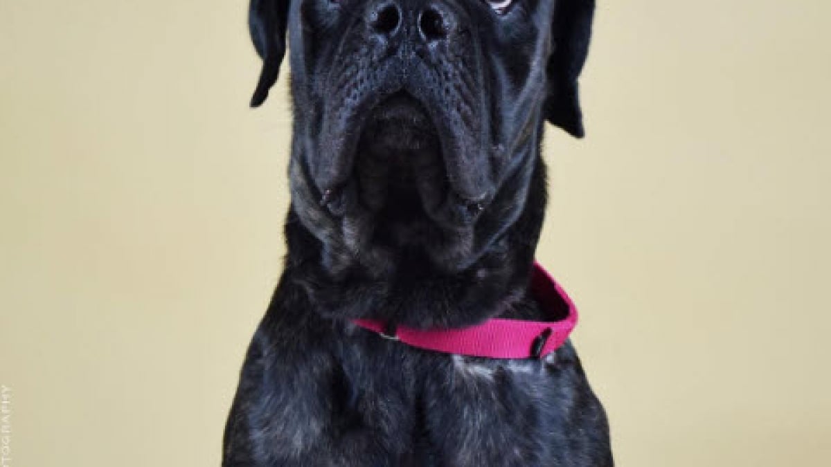 Illustration : "12 belles photos de chiens noirs qui ont besoin d’une famille accueillante"