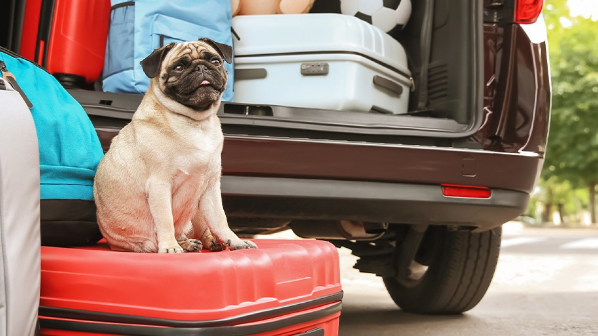 Illustration : "Les vaccins pour chien lors d'un voyage"