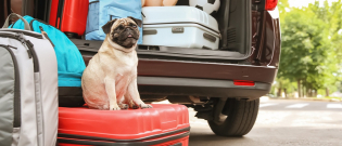 Illustration : "Les vaccins pour chien lors d'un voyage"