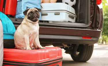 Illustration : "Les vaccins pour chien lors d'un voyage"