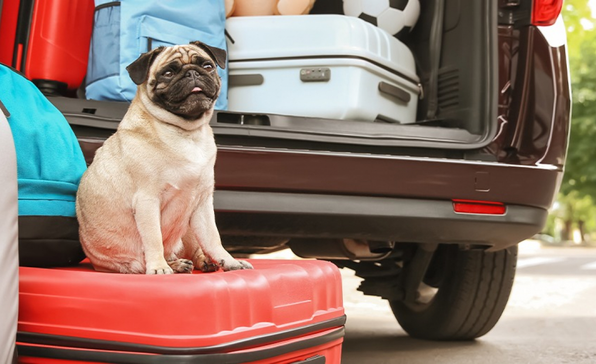 Illustration : "Les vaccins pour chien lors d'un voyage"