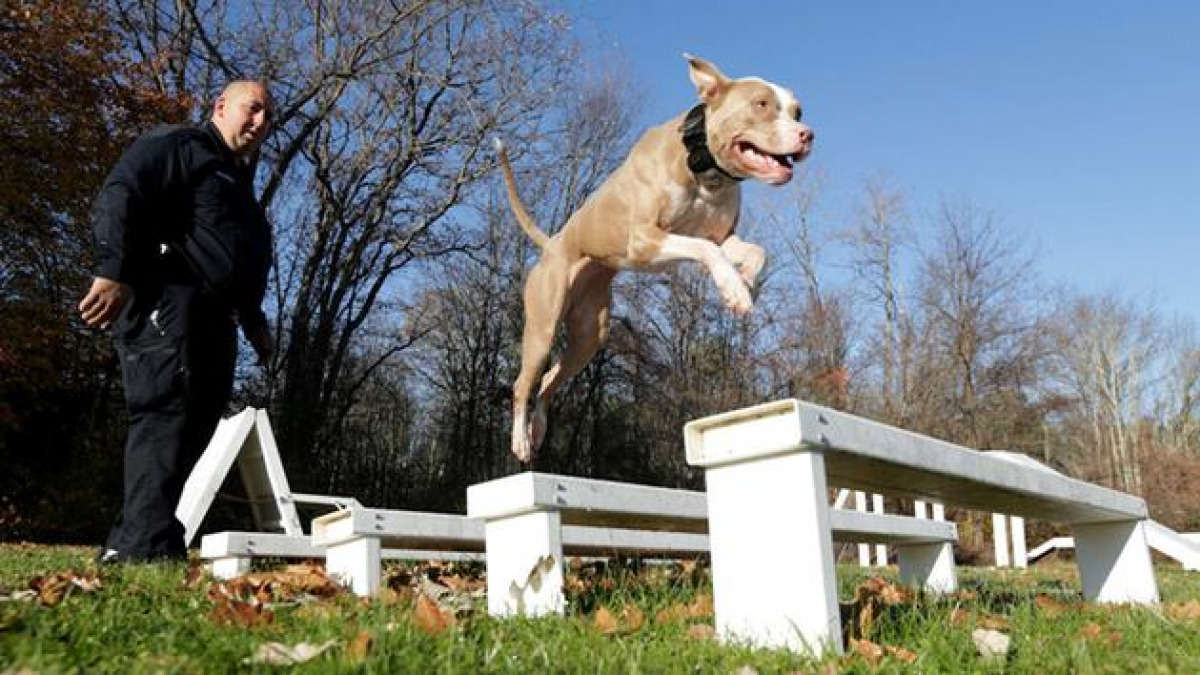 Illustration : "Un Pitbull engagé comme chien-policier dans l’Etat de New York"